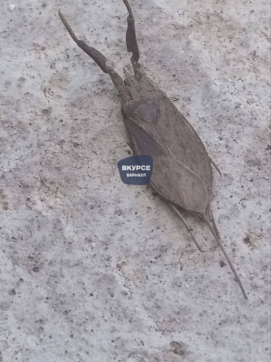    Водяной скорпион. Источник: "В курсе 22 | Барнаул"