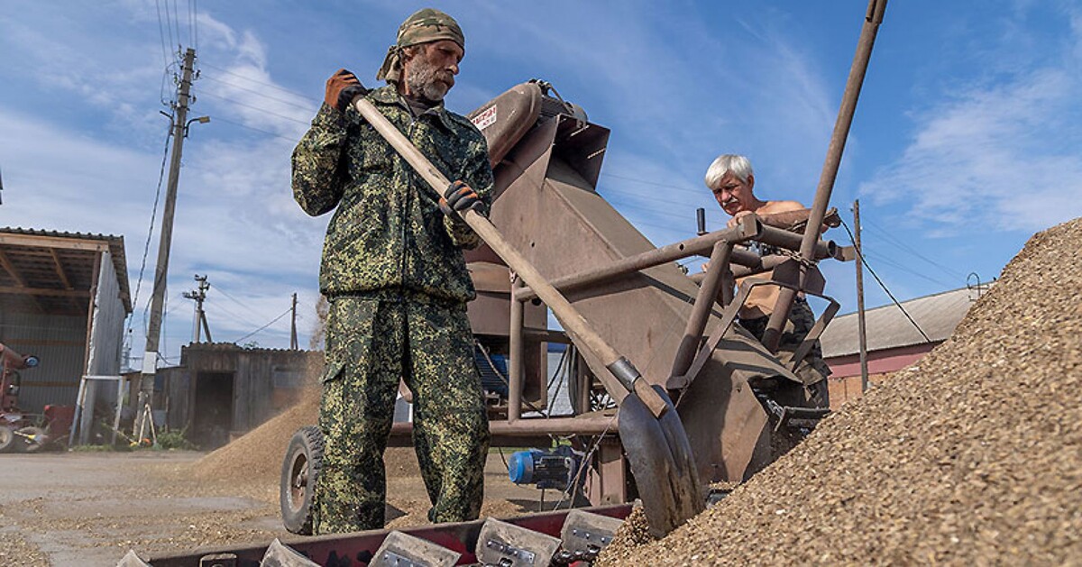 Зерно на току необходимо высушить.