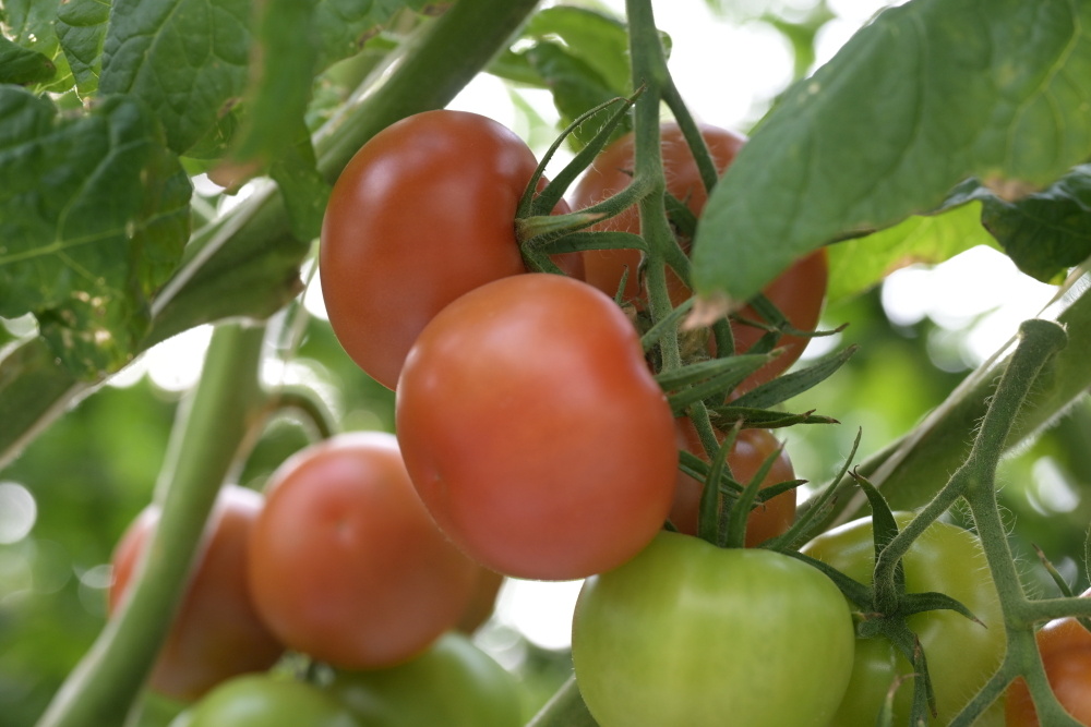    Фото: Алексей Никольский / РИА Новости