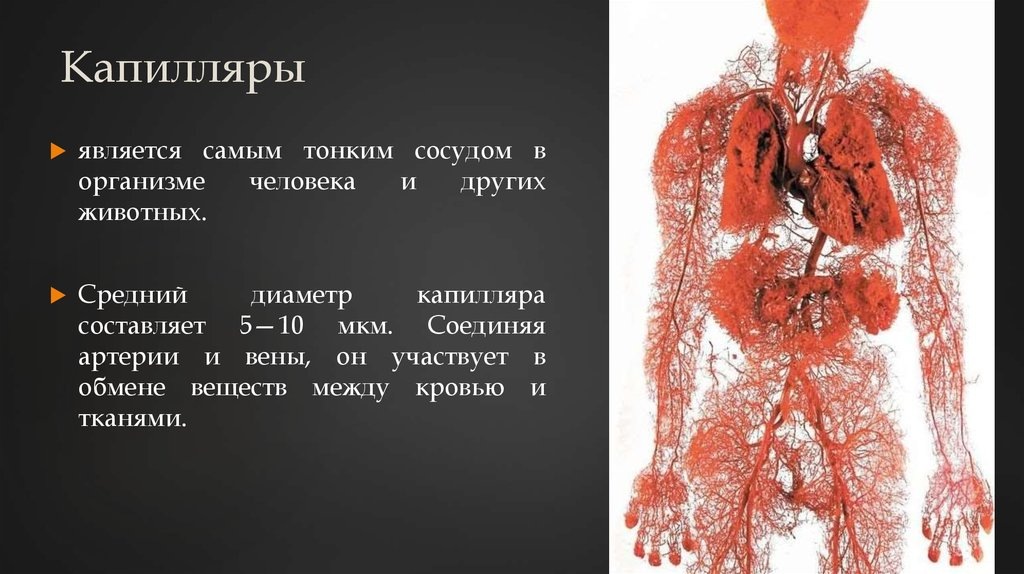 целый микрокосмос сосудо и сосудиков внутри нас
