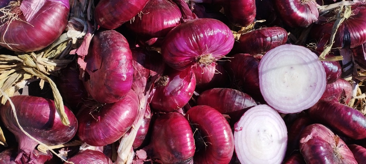 Сорт отличается большим размером луковицы
