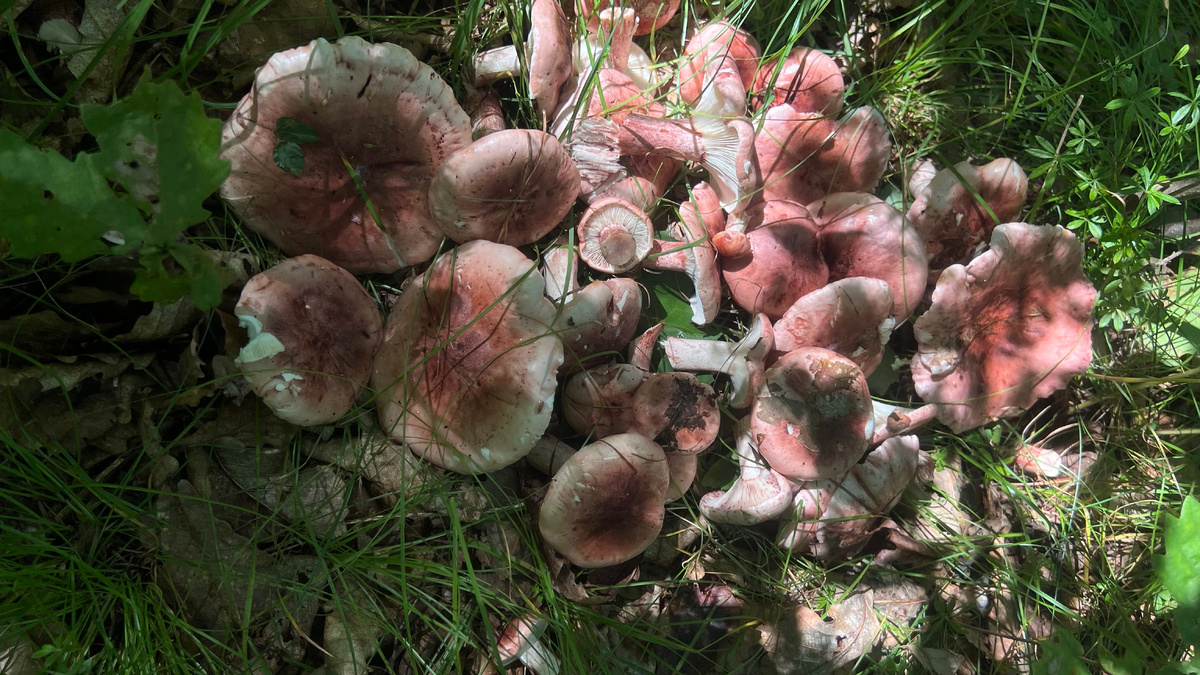 Рядовки. Фото автора