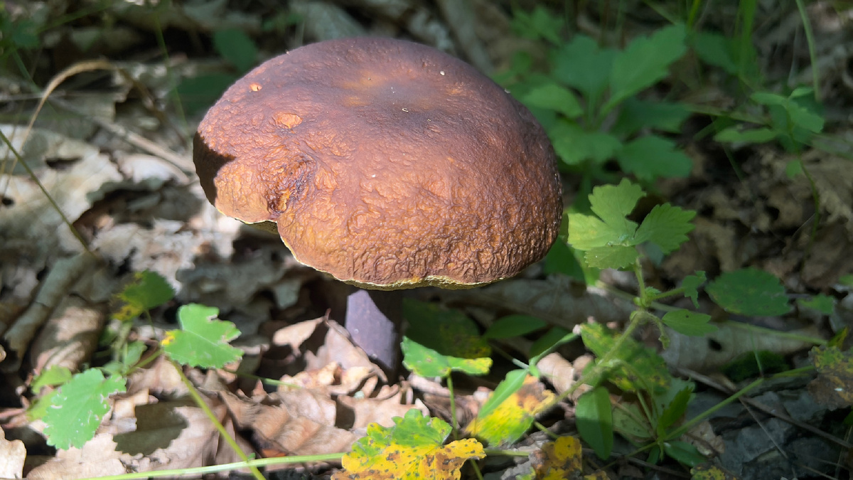 обабок, сказали, называется. Фото автора.