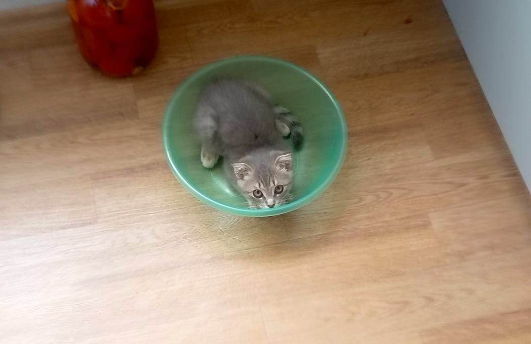 Котик. Для баланса