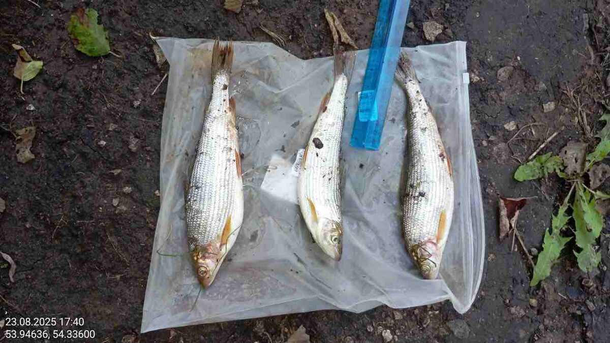    пресс-служба минэкологии республики