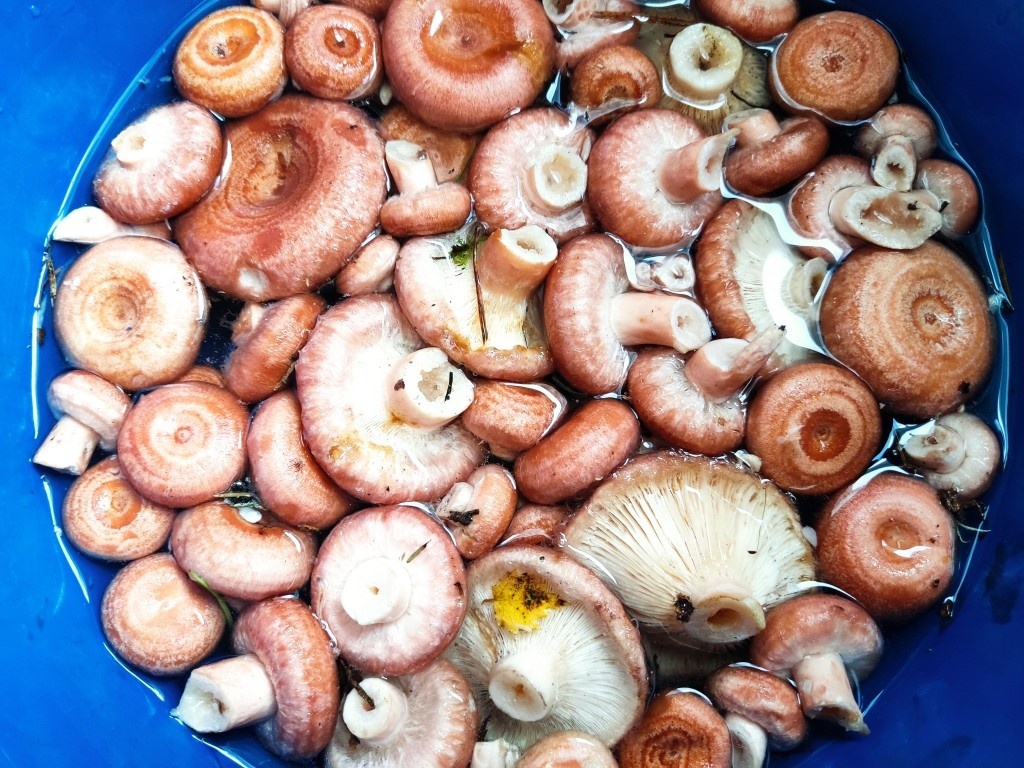 Волнушки — это не наши грибы...