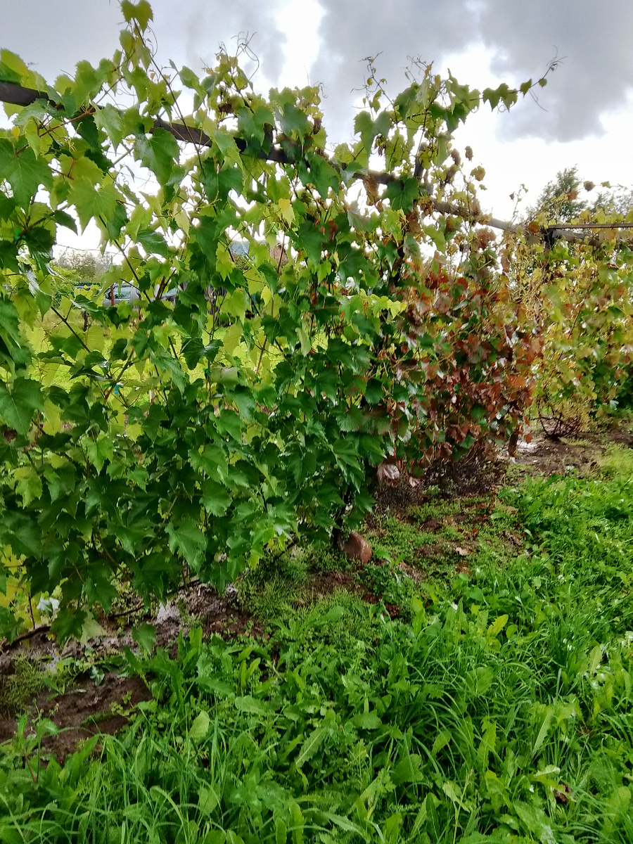 август 2025. Шабреву на первом плане и побитый милдью Голубок на втором