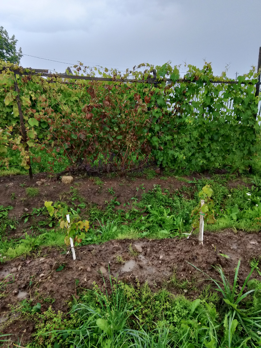 голубок и Шабреву на шпалере в конце августа 2025. Ленинградская область.