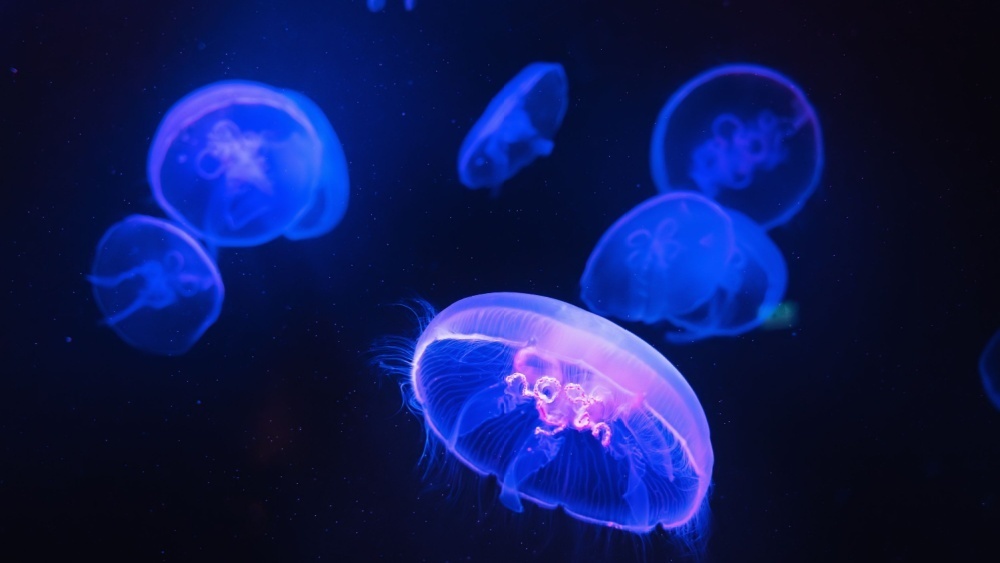     Фото: DedMityay/Shutterstock/FOTODOM