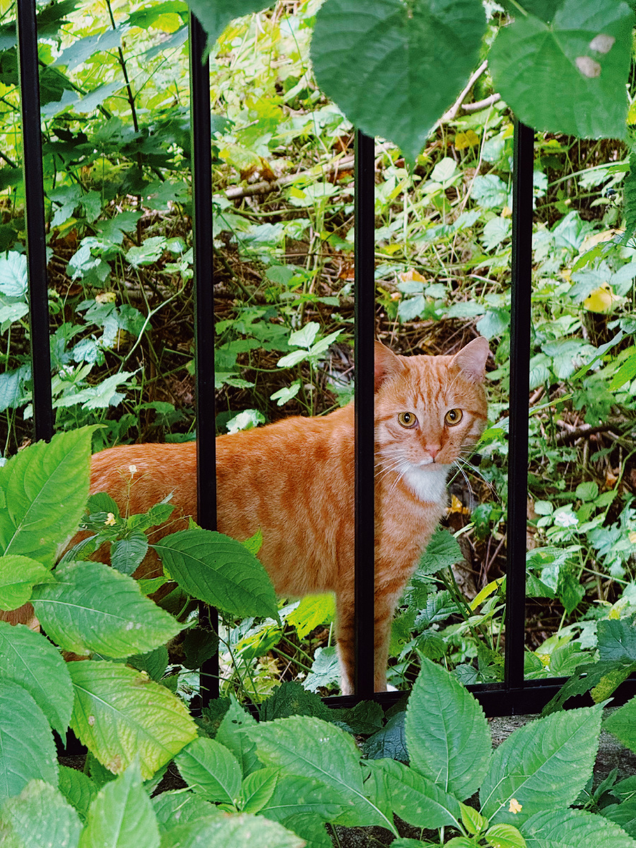 Автор: Алексей Моисеев / @partyzzzan