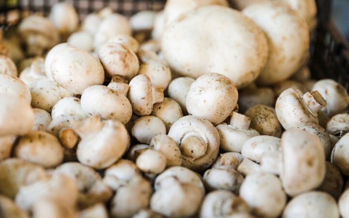    В «Воронежском шампиньоне» второй раз за год сменилось руководство Фото – ru.freepik.com