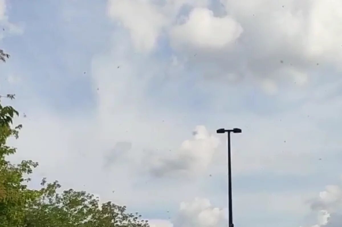    Красноярцы пожаловались на полчища мелких насекомых