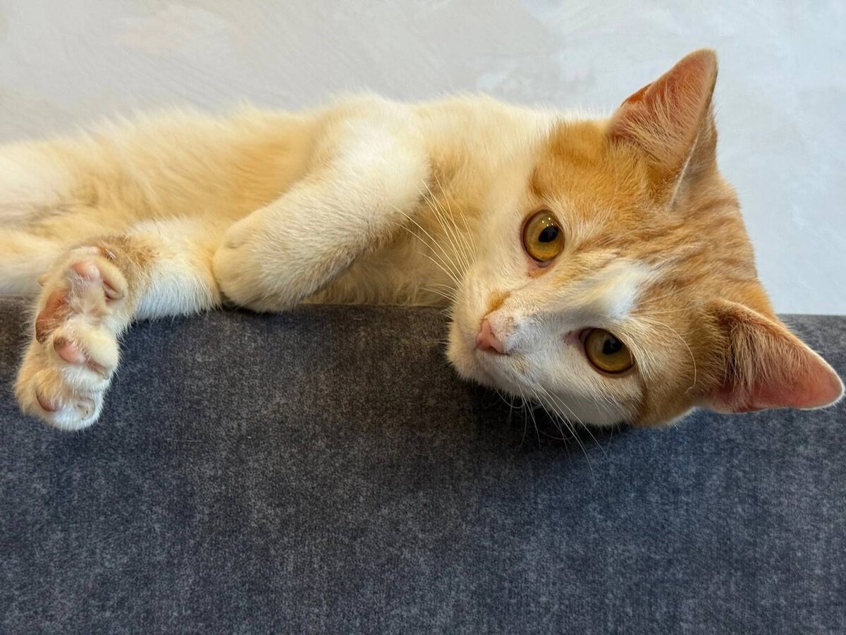 Солнечный Марсик в кошкином доме. Фото из архива автора