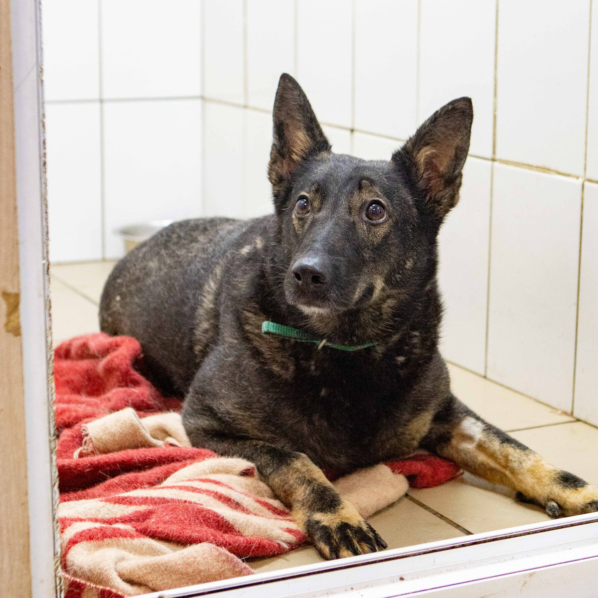 Рак отнял у Руны задние лапки...