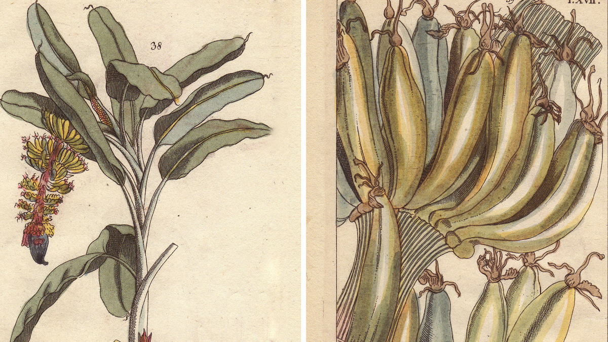     Фото: Album / Florilegius/EAST NEWS Многие представления о банановой пальме ошибочны. Плоды растут не на дереве, а на гигантском травянистом растении, которое по-латыни называется Musa