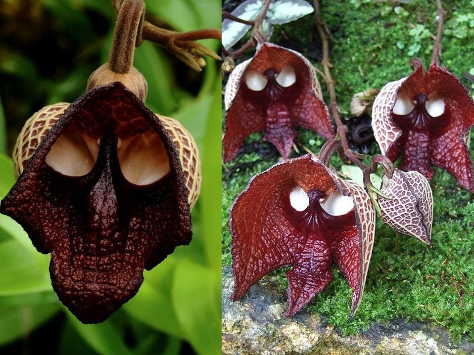   / Aristolochia 