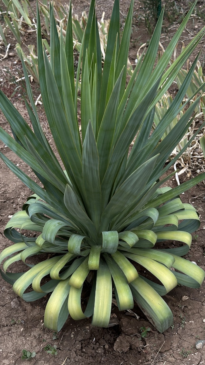 Фото автора. Так мои юкки выглядели в начале лета