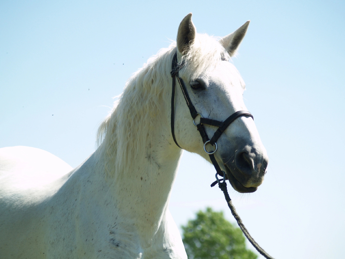 Белоснежная Луни