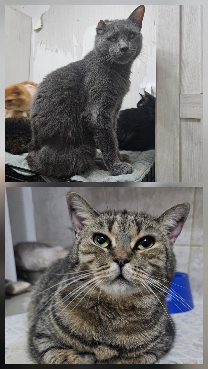 Фото автора. Серёга и Марта, надеюсь сегодня получится попасть к врачу и сдать анализы.