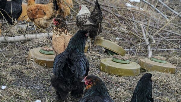    © РИА Новости . Евгений Биятов