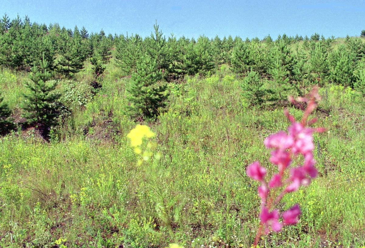    Учет всех ЛПХ на территории ведет местный департамент земельных и имущественных отношений (ДИЗО)Анатолий Кузярин/ИТАР-ТАСС