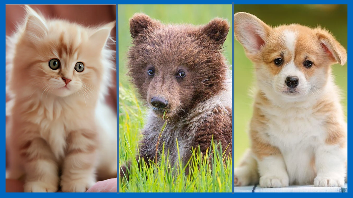 Коллаж автора