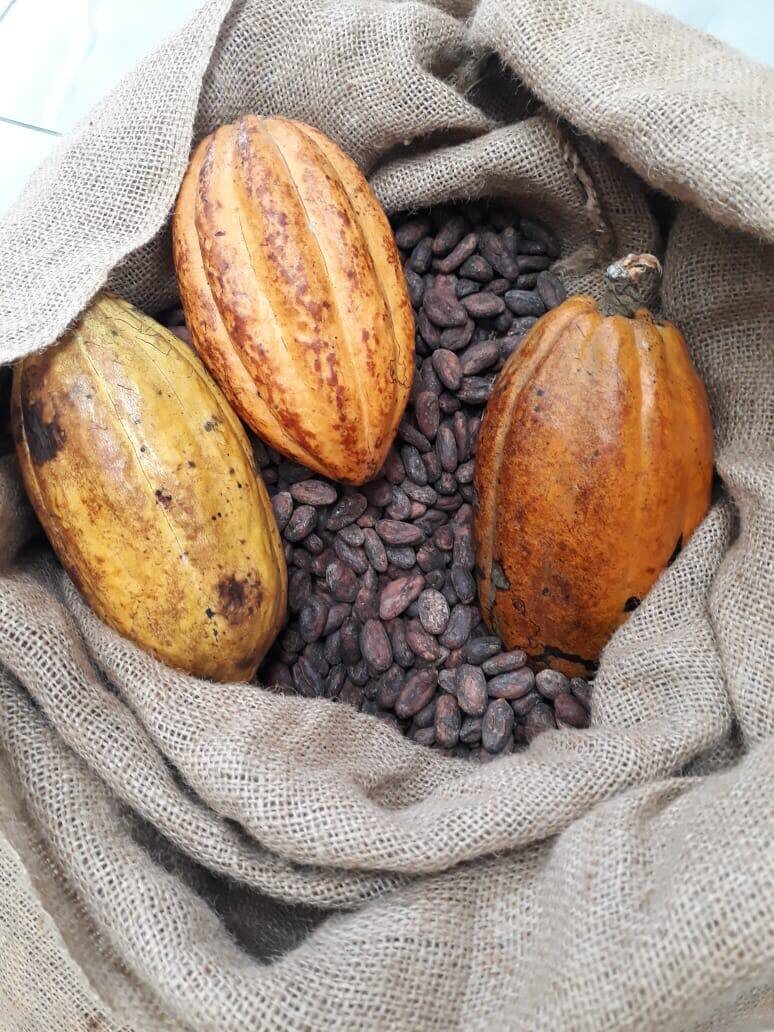 Какао-бобы сорта Nacional  Fino-de-Aroma