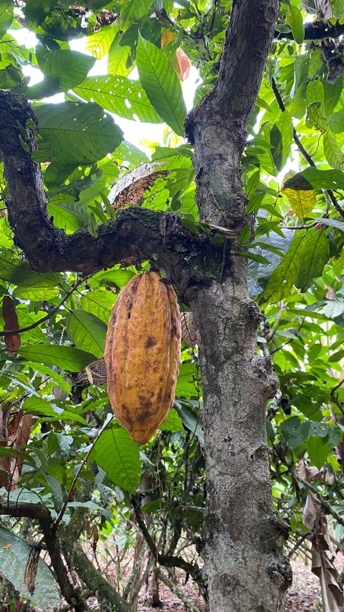 Какао-бобы в природе