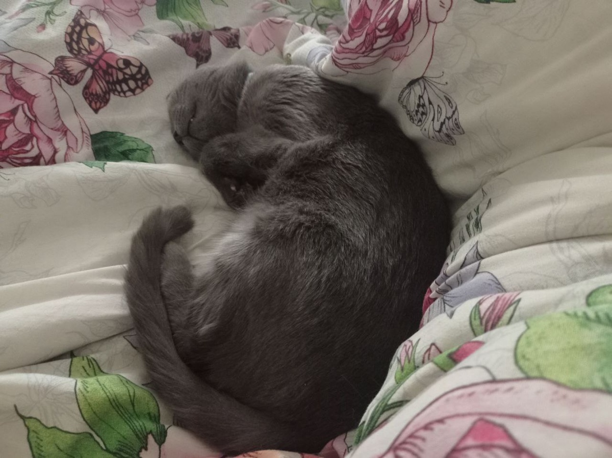 Сонный Мрак.