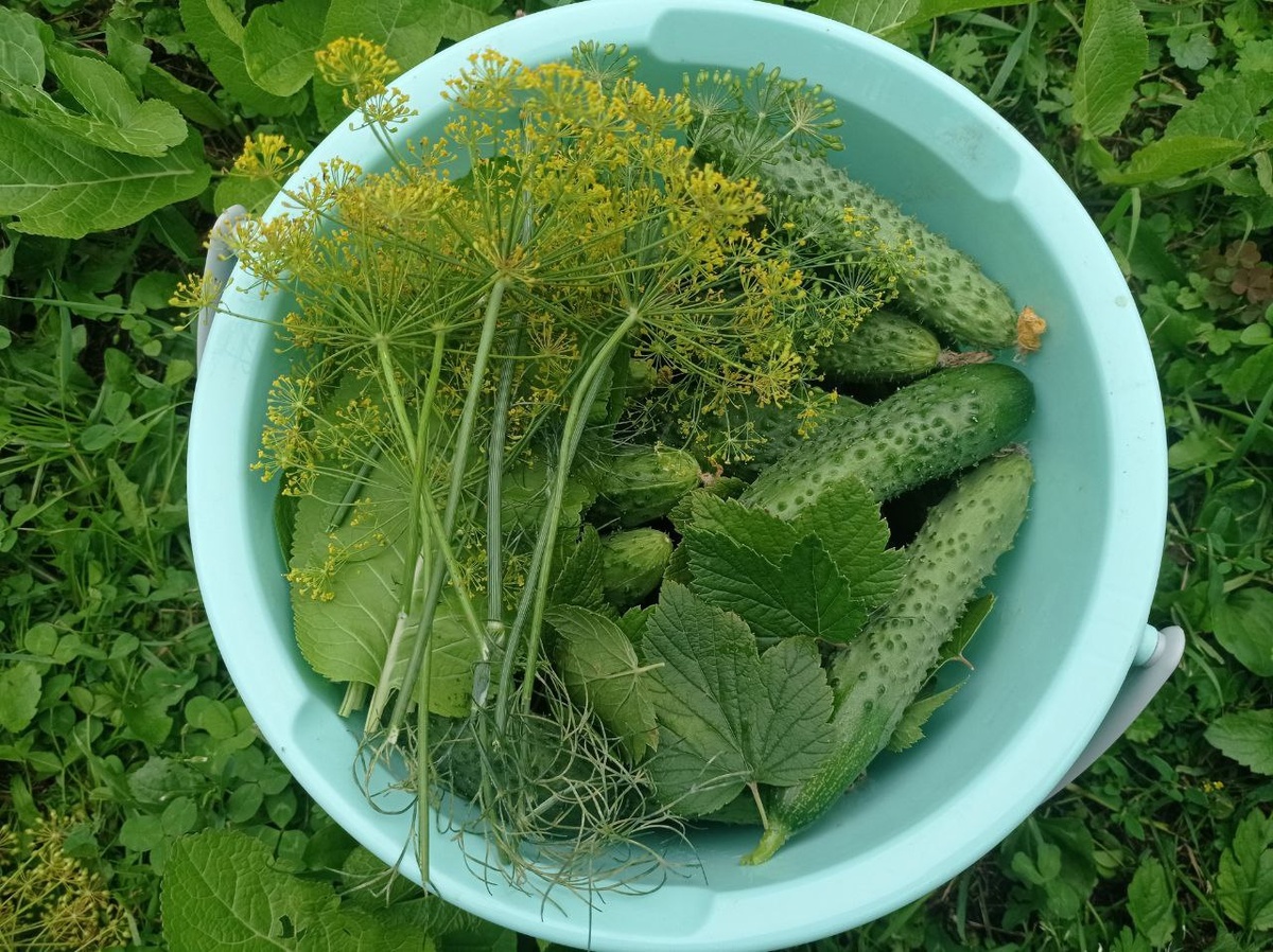 Это не тазик, это ведро! Пусть и не очень большое, но всё таки....