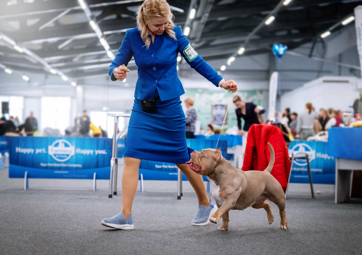 Американский булли Лейла. Работа в ринге