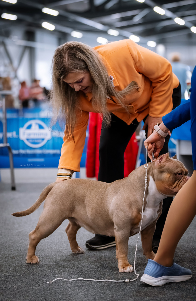 Судья лёгким нажатием проверяет поясницу, смотрит, как держится линия верха и насколько упруга спина, а хендлер ринговкой фиксирует голову американского булли Лейлы