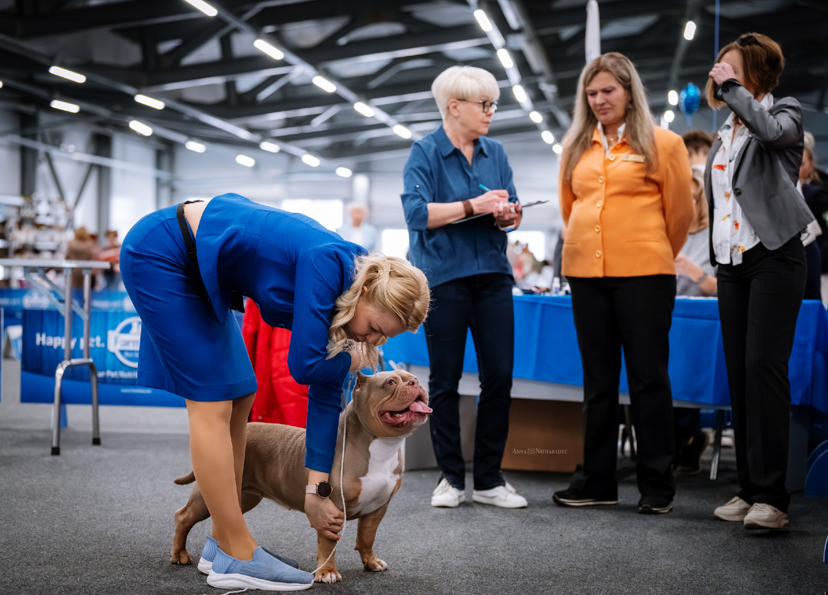 Американский булли Лейла в ринге. Хендлер поправляет передние лапы и держит ринговку, эксперты наблюдают на заднем плане