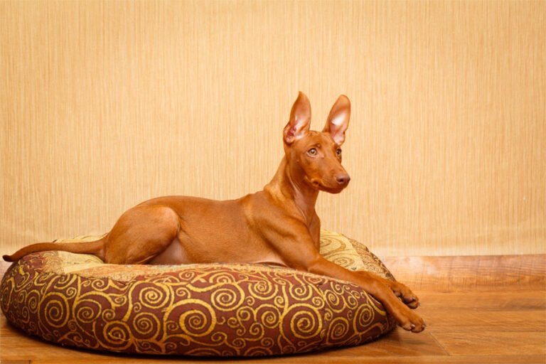 Старый, но весьма уважаемый.