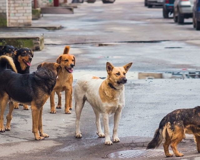 Фото из открытых источников 