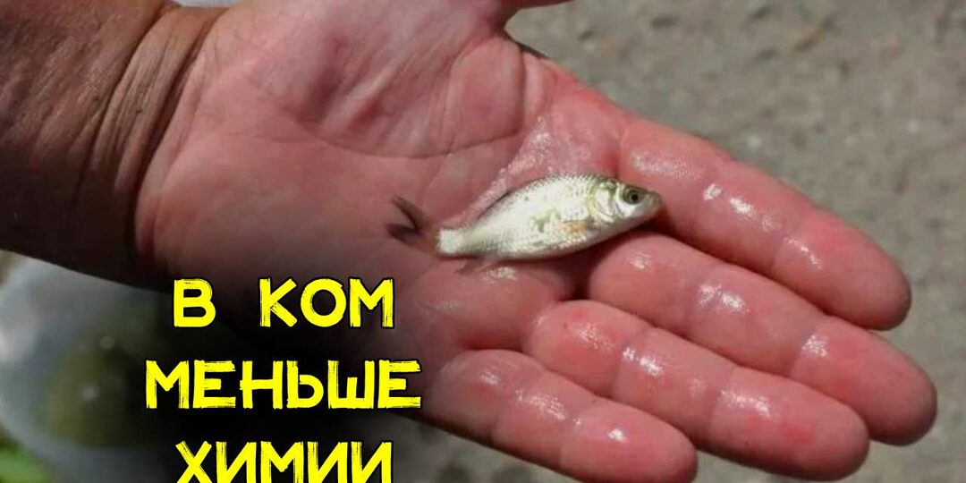 Что теперь есть. Какие рыбы наших рек самые безопасные в плане состава и приносят меньше вреда организму