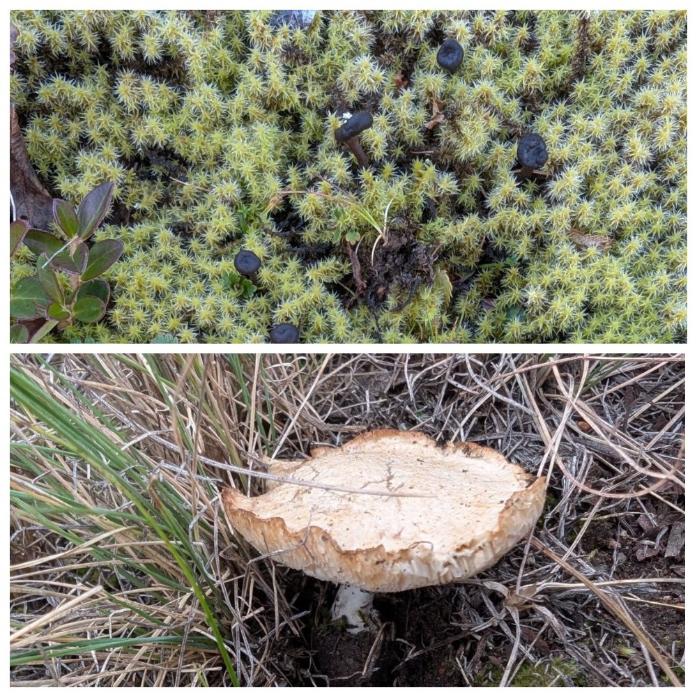    фото: заповедник «Хакасский» Kristina