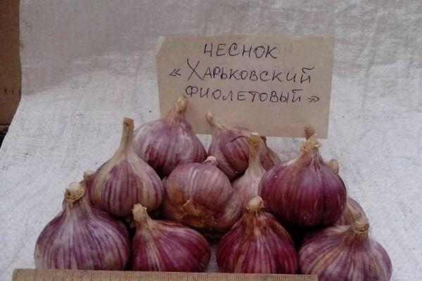 сорт чеснока Харьковский