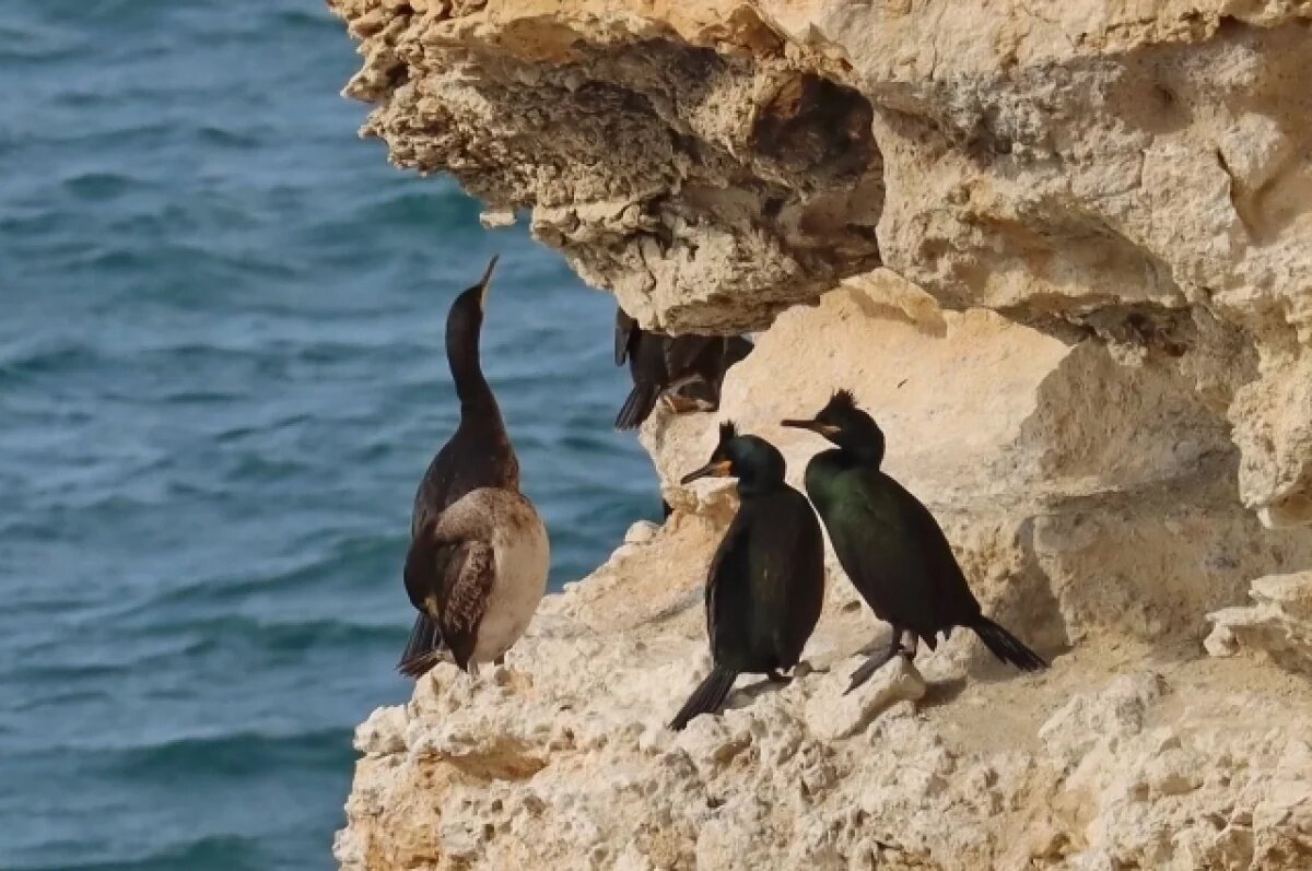    Клуша да гагара.