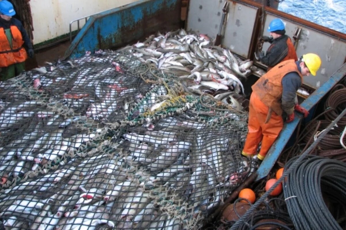    В Северном бассейне началось серьёзное снижение квот.