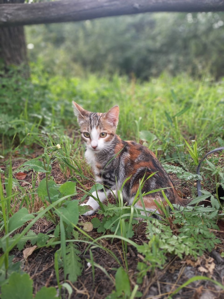 Коты как всегда везде за мной по пятам ходят...