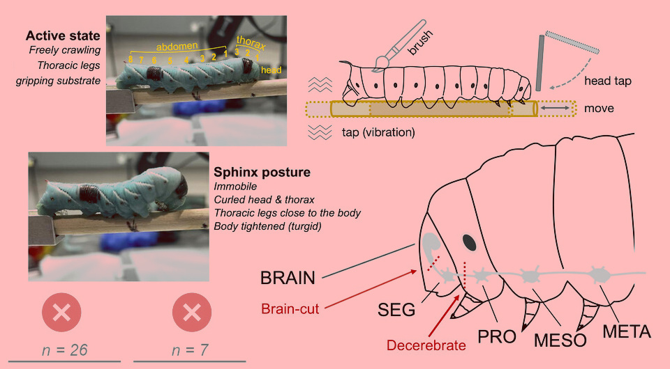  N + 1; Gayathri Kondakath et al. / Biology Letters, 2025