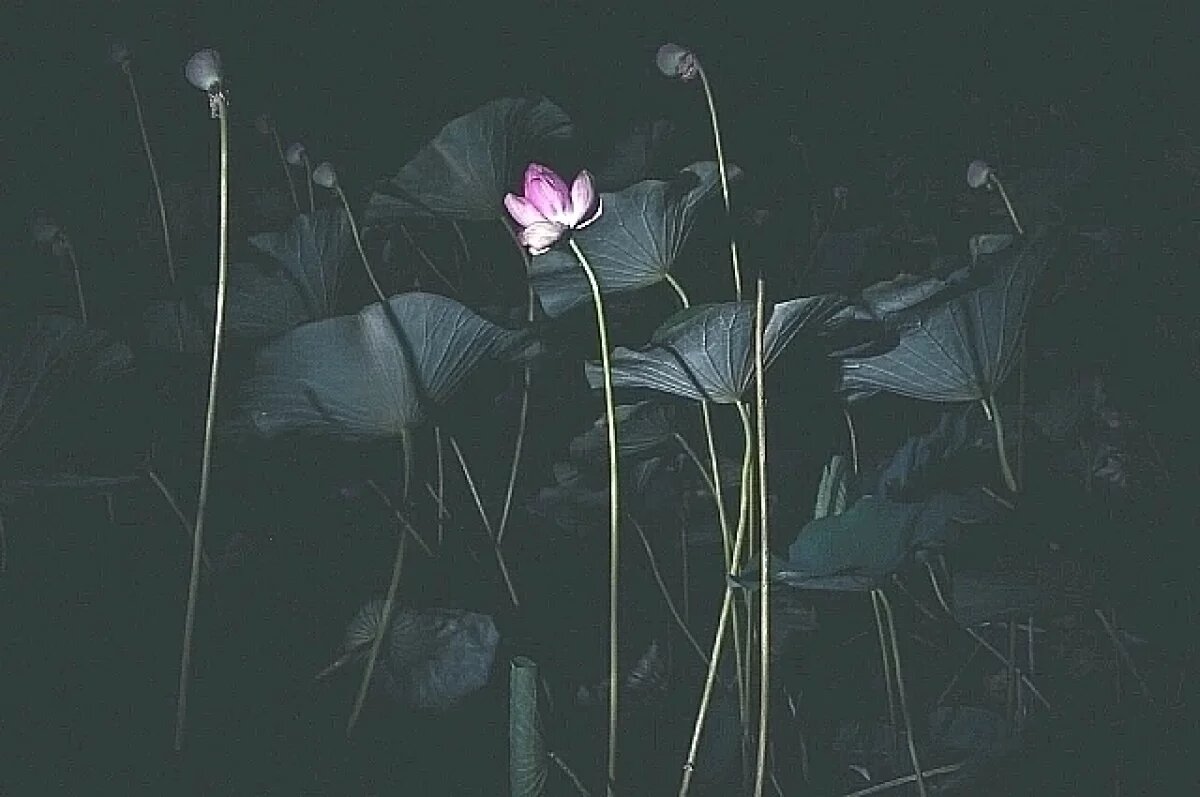    Дивными фото и видео ночного озера лотосов поделился волгоградец