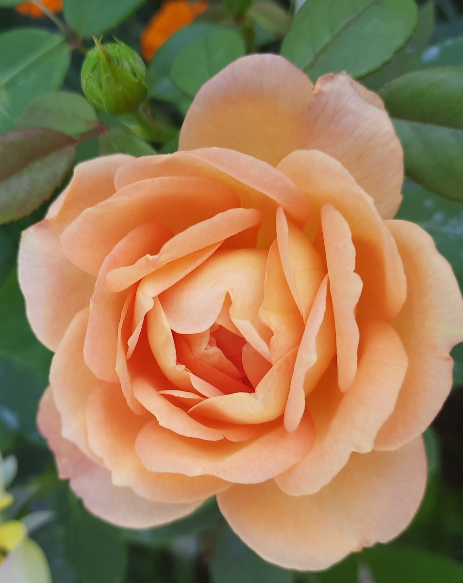 Леди оф Шалот