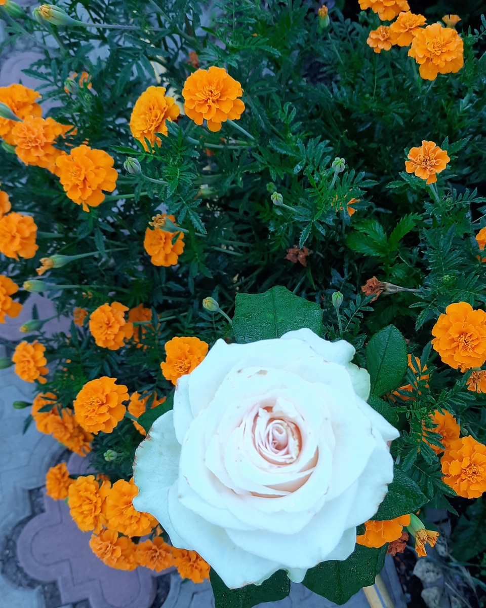 Роза Ла Перла