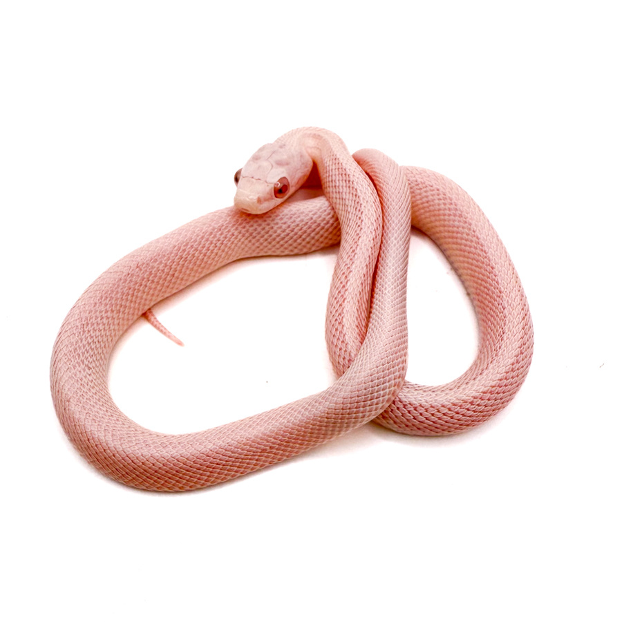 Полоз маисовый Pastel Snow Tessera