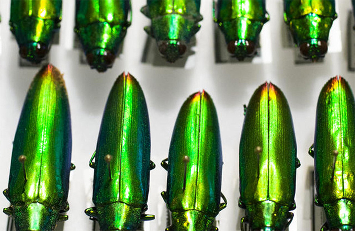    Фото: Harvard Museum of Natural History