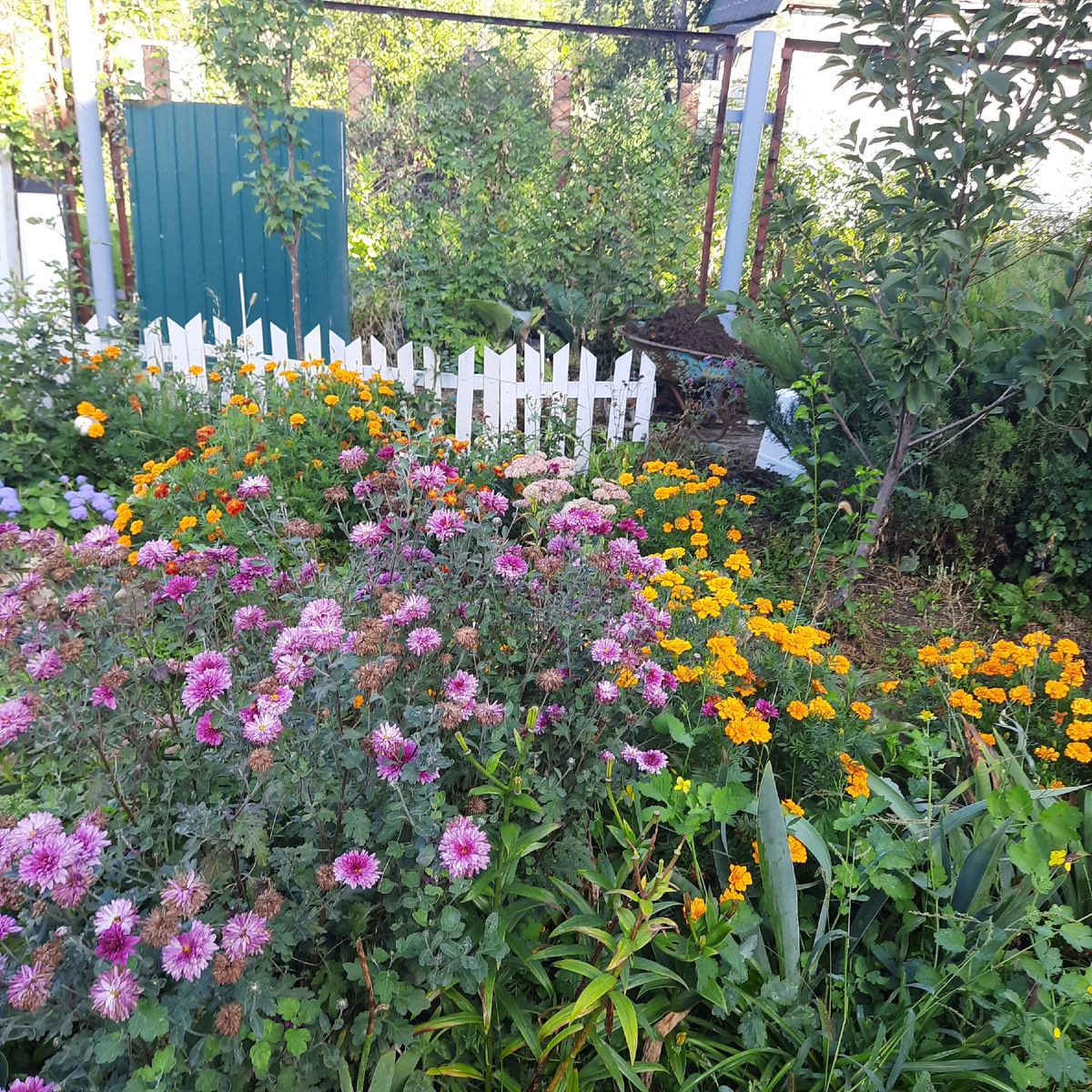 Хризантемы и бархатцы