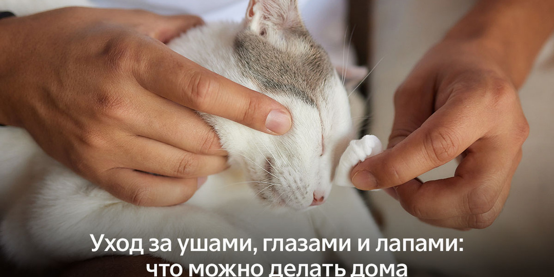 Уход за ушами, глазами и лапами: что можно делать дома