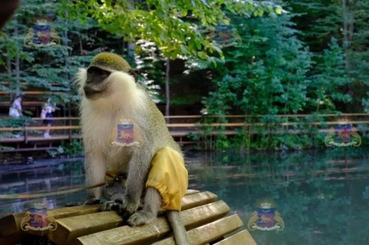    В Ялте во время рейда спасли две совы, обезьяну и шиншиллу